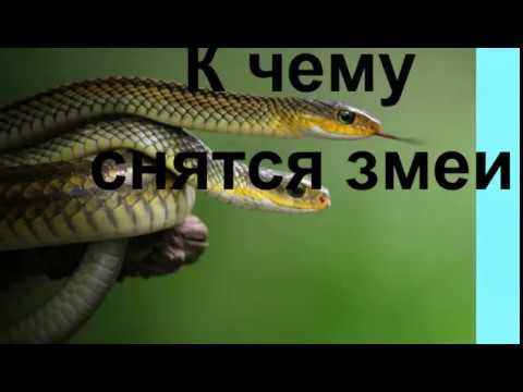 К Чему Снится Змея: символика, толкования и культурные значения