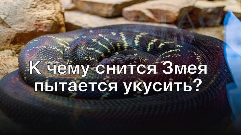 К Чему Снится Змея: символика, толкования и культурные значения